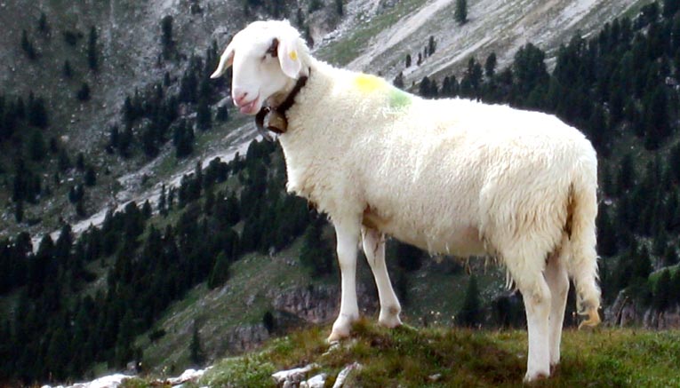 Mtdif-dolomites-multisport-5